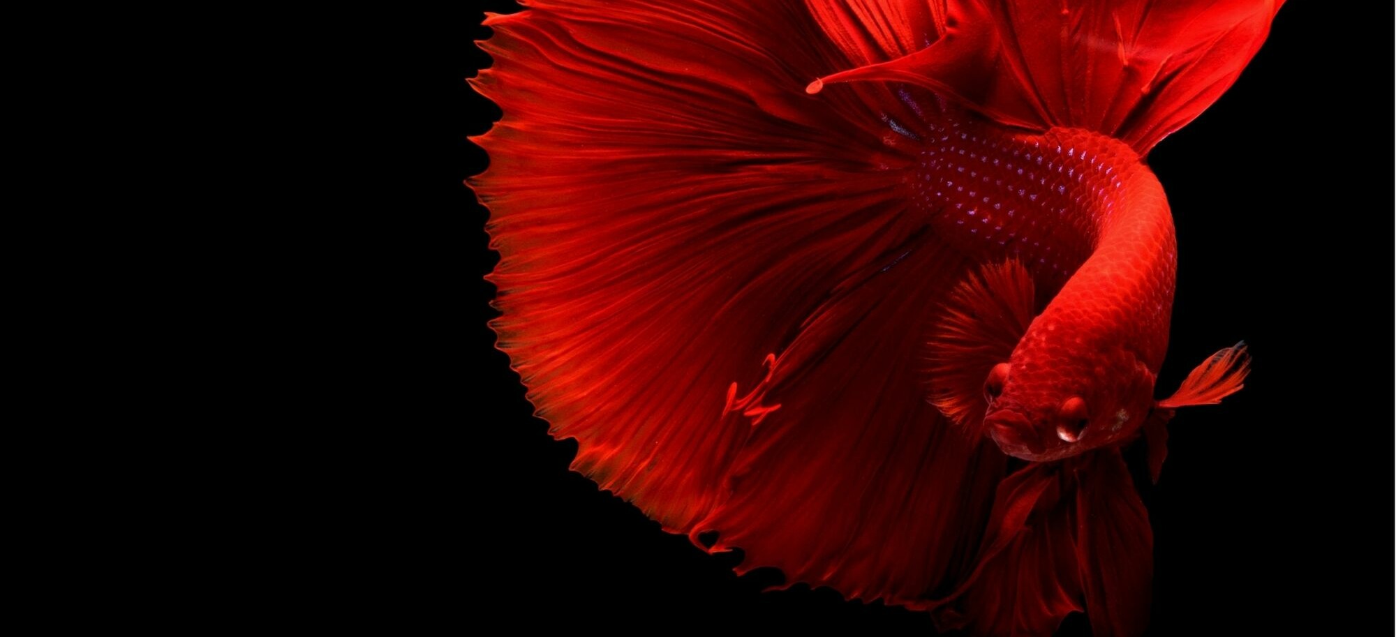 Červená ryba