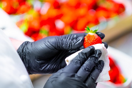 In Nahaufnahme wird eine Erdbeere mit schwarzen hygiene Handschuhen vorsichtig gehalten und mit einem Tuch abgetupft. Im Hintergrund sind viele Erdbeeren in weißen Schalen verschwommen zu sehen