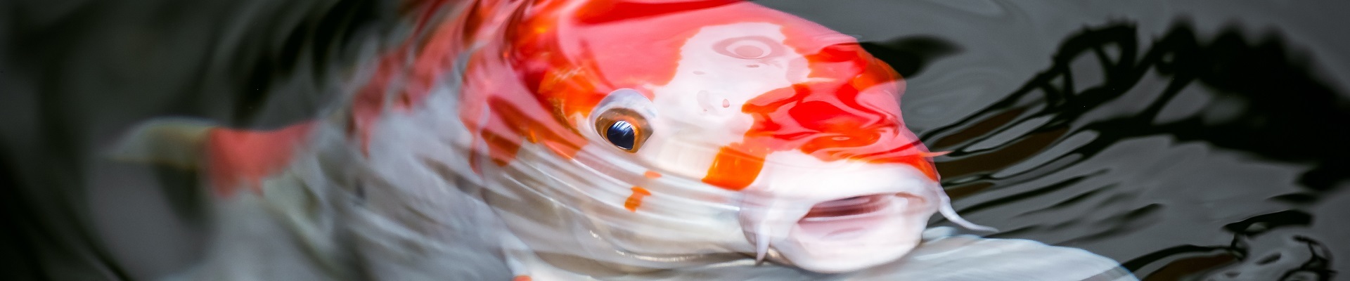 Orangeweißer Koi berührt mit offenem Mund die Wasseroberfläche