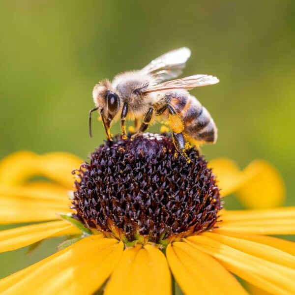 Eine Honigbiene am Aussaugen des Nektars aus einer Blüte.