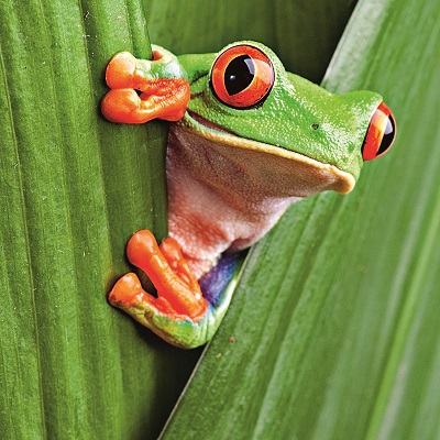 Grüner Rotaugenlaubfrosch lugt zwischen zwei Blättern hervor